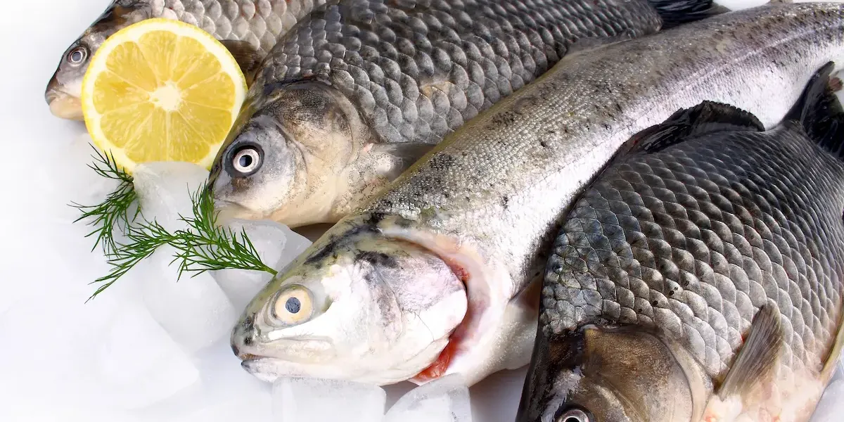 Alergia al pescado :: Sarrera